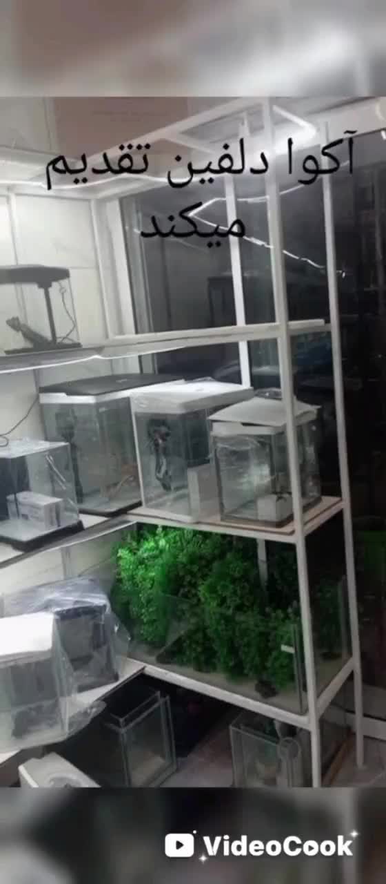 انواع ماهی و آکواریوم گیاه آپارتمانی وآبزی|ماهی|خواف, |دیوار