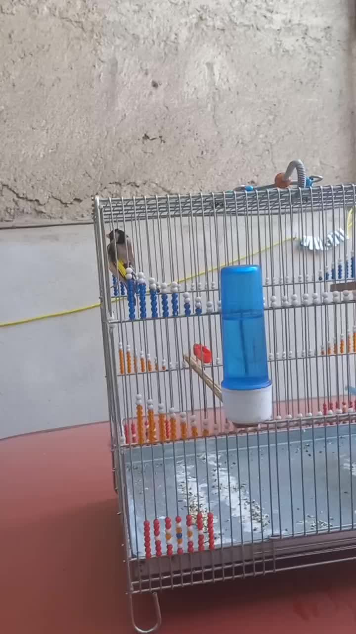 سهره|پرنده|سنندج, |دیوار