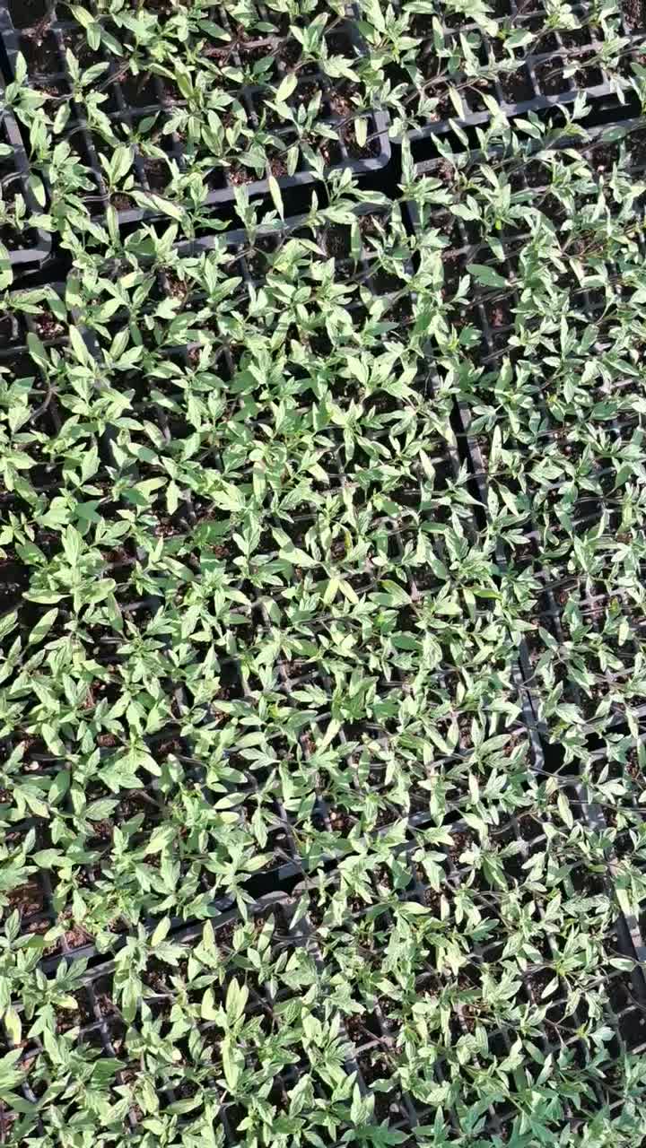 تولیدی خاک نشا و نشا گوجه|گل و گیاه طبیعی|کهنوج, |دیوار