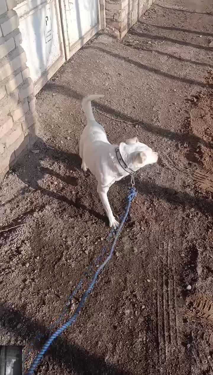 پاپی|سگ|تربت جام, المهدی|دیوار