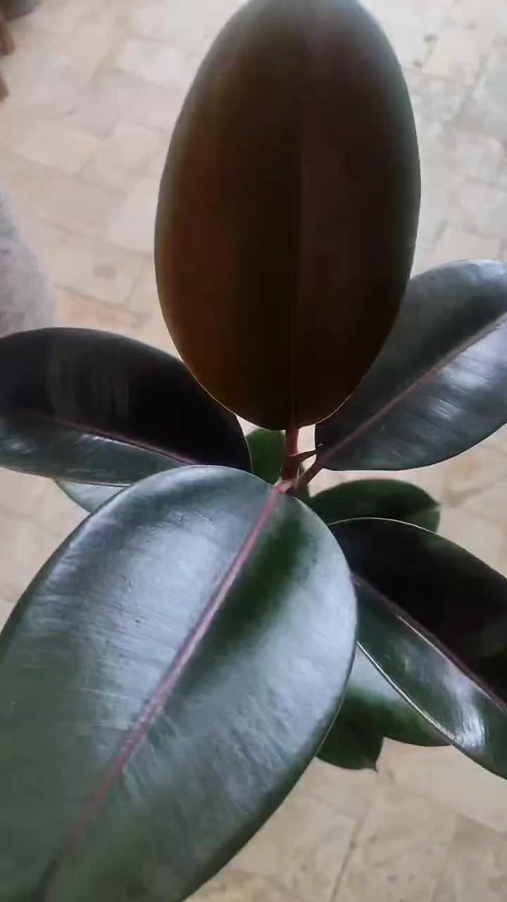 انواع گل‌های آپارتمانی|گل و گیاه طبیعی|تربت‌حیدریه, قائم|دیوار