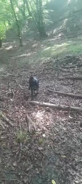 سگ دنبلانی|سگ|صادق آباد, |دیوار