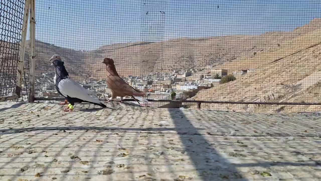 کبوتر|پرنده|شیراز, سعدیه شمالی|دیوار