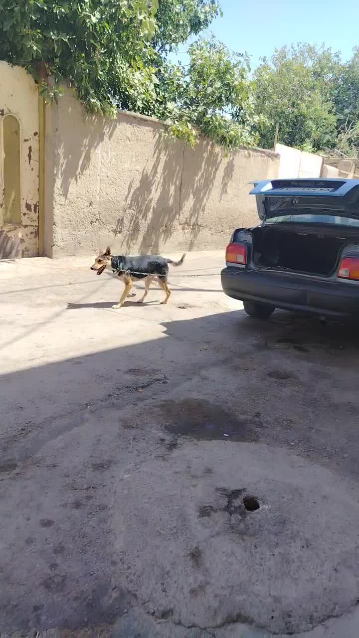 سگ گمشده|حیوانات|بردسیر, |دیوار