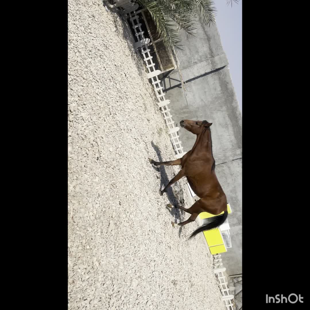 فروش مادیان پنج ساله کره دهی عالی|اسب و تجهیزات اسبسواری|آبپخش, |دیوار