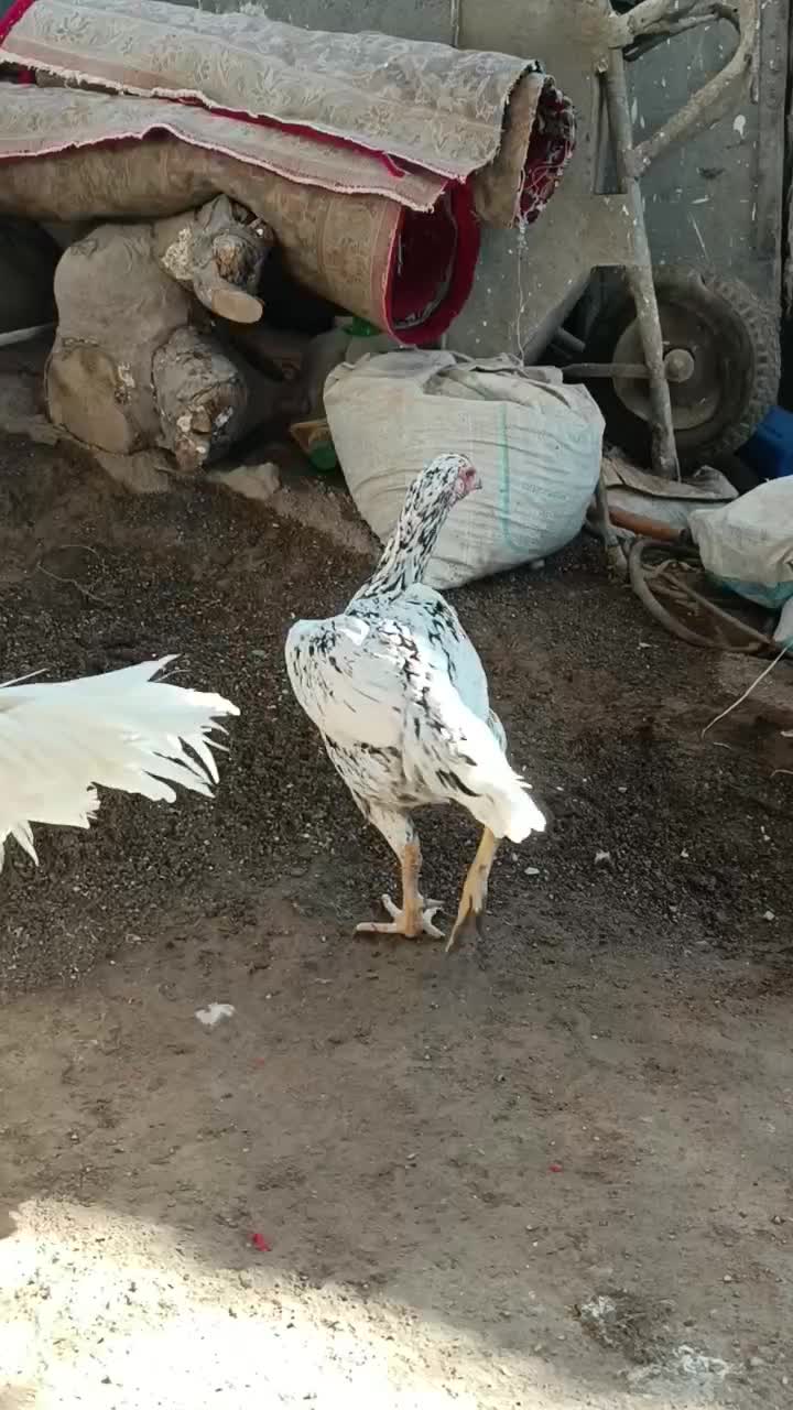 مرغ لاری اصیل|حیوانات مزرعه|فاضل آباد, |دیوار