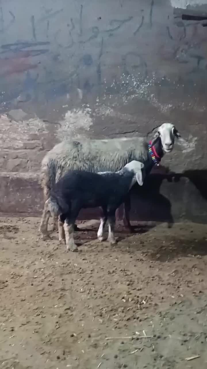 میش و بره جوان|حیوانات مزرعه|بروجرد, |دیوار