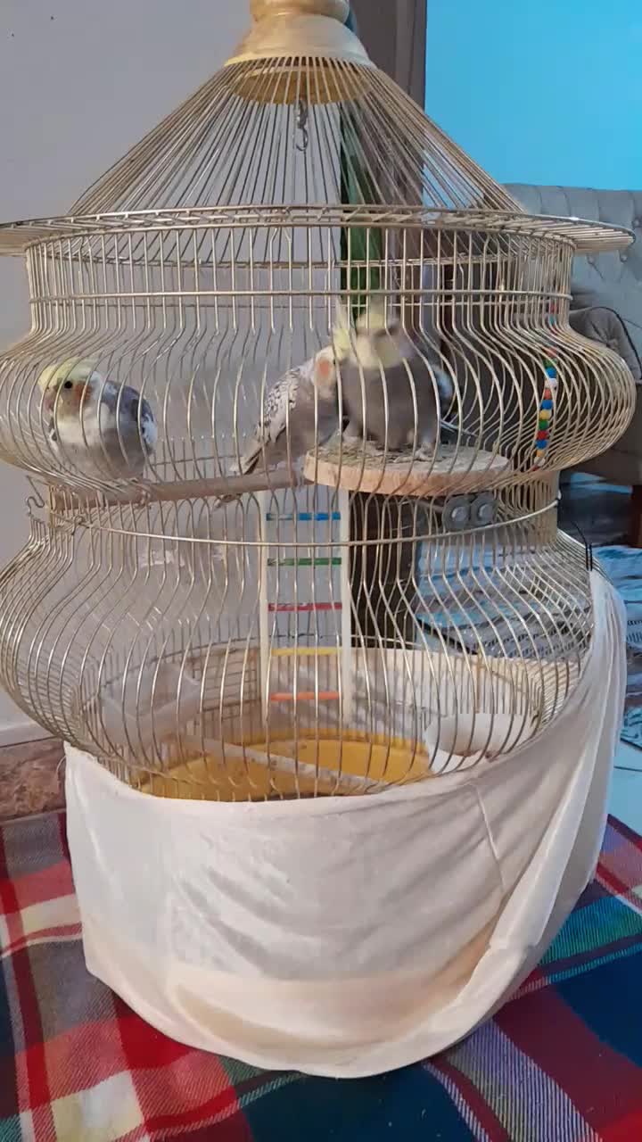 سه عدد عروس بازی گوش|پرنده|نسیم‌شهر, |دیوار