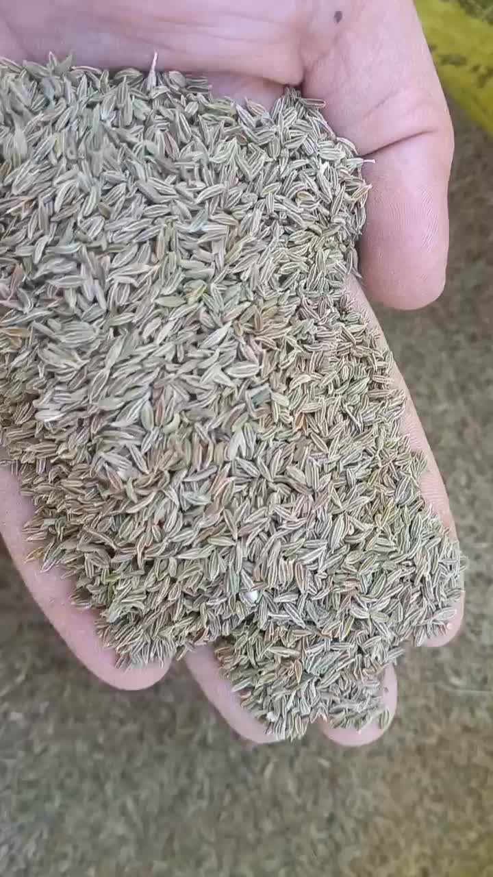 زیره سبز|عمده‌فروشی|قائن, |دیوار