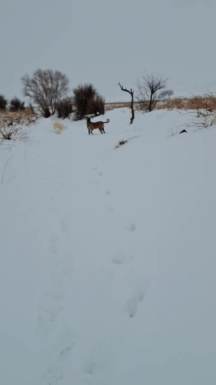 سگ سرابی|سگ|ابهر, |دیوار