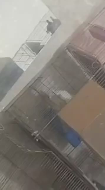 البینو|پرنده|بندر ماهشهر, |دیوار