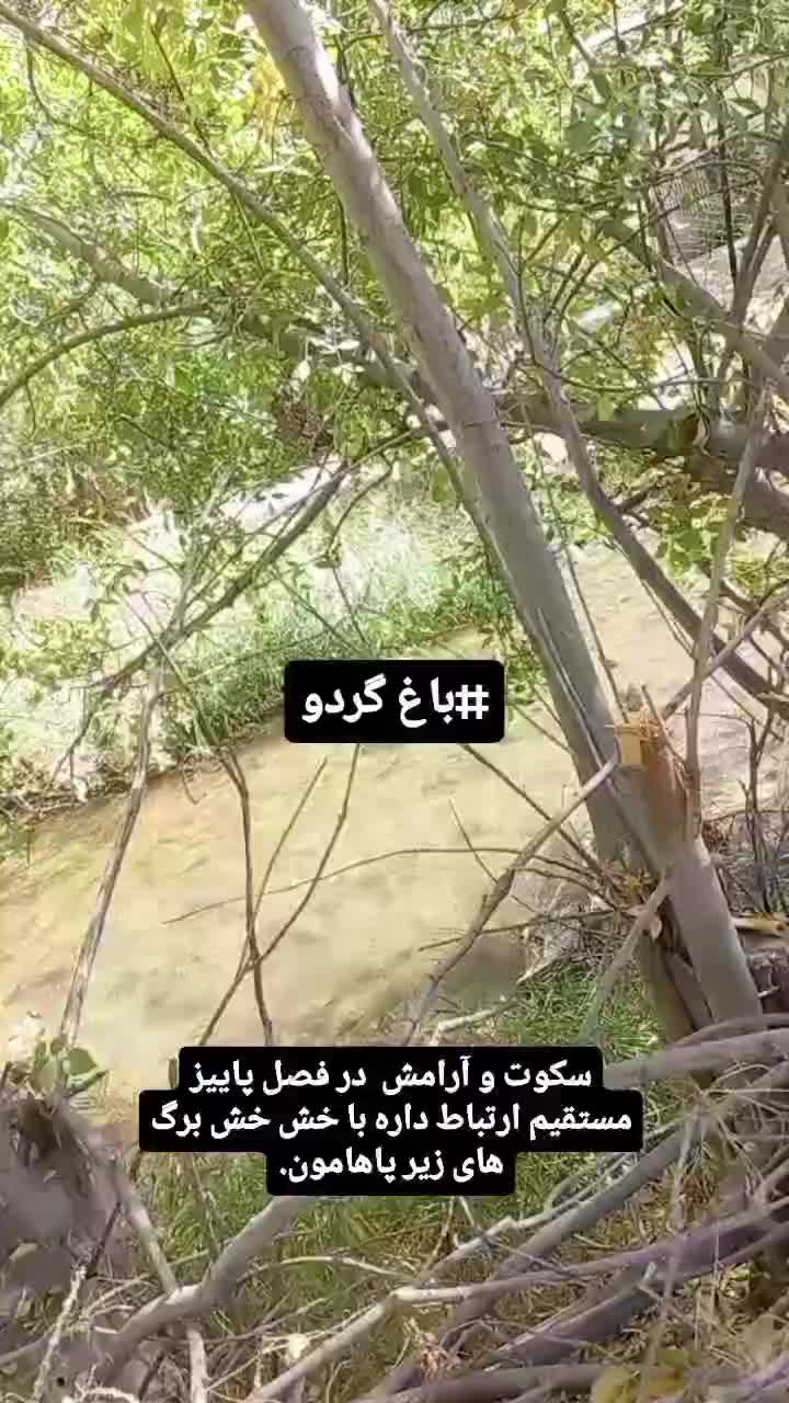 گردو محلی منطقه فیروزکوه زرین دشت|خوردنی و آشامیدنی|فیروزکوه, |دیوار