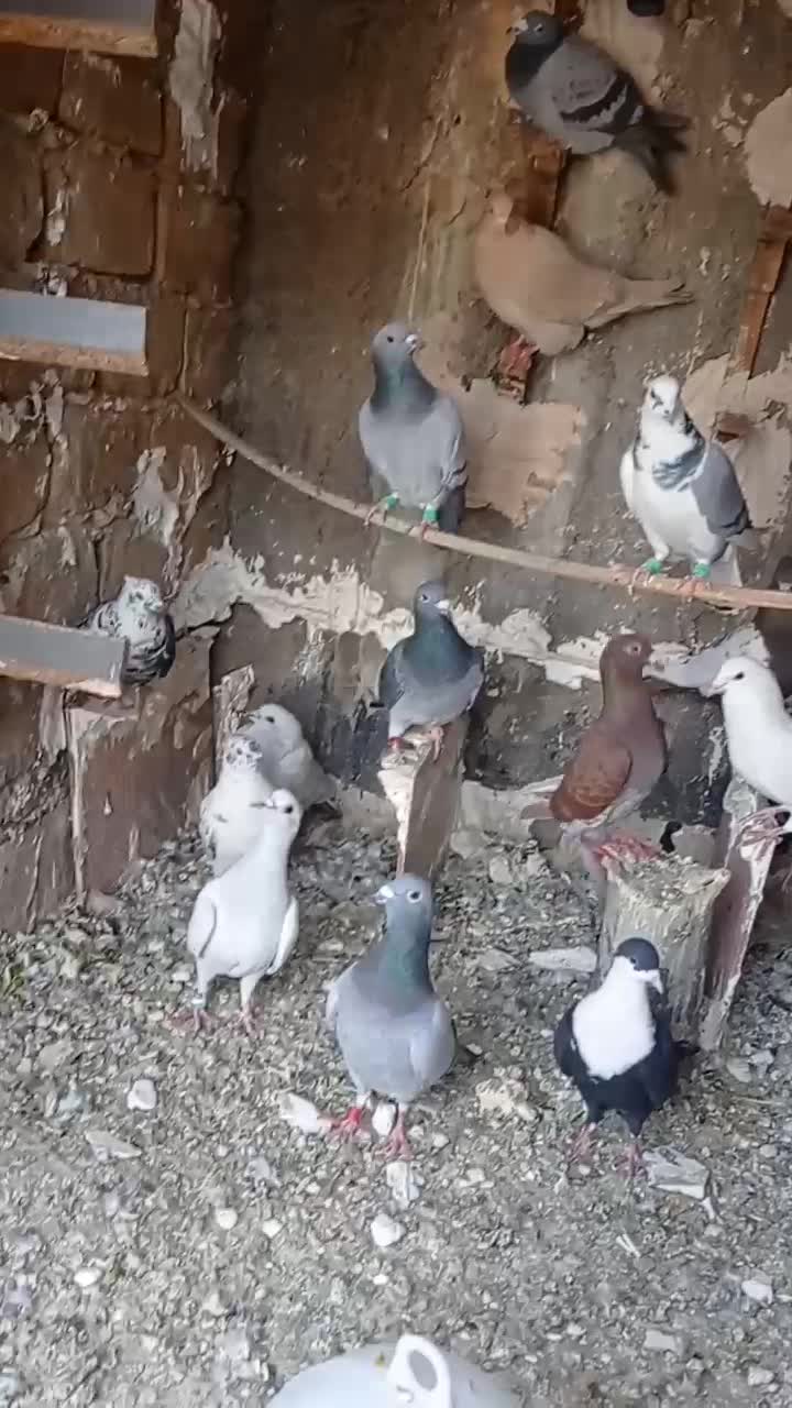 ماده پرشی|پرنده|تربتحیدریه, مظفریه|دیوار