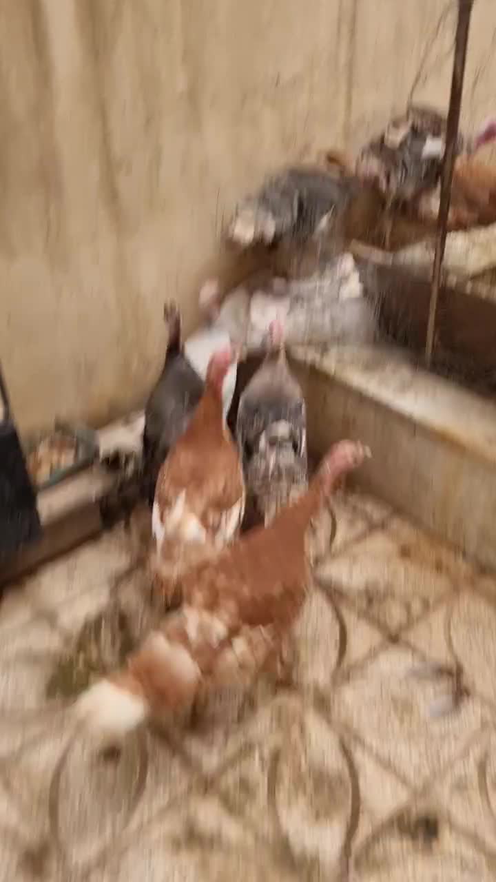 بوقلمون|حیوانات مزرعه|کرج, عظیمیه|دیوار