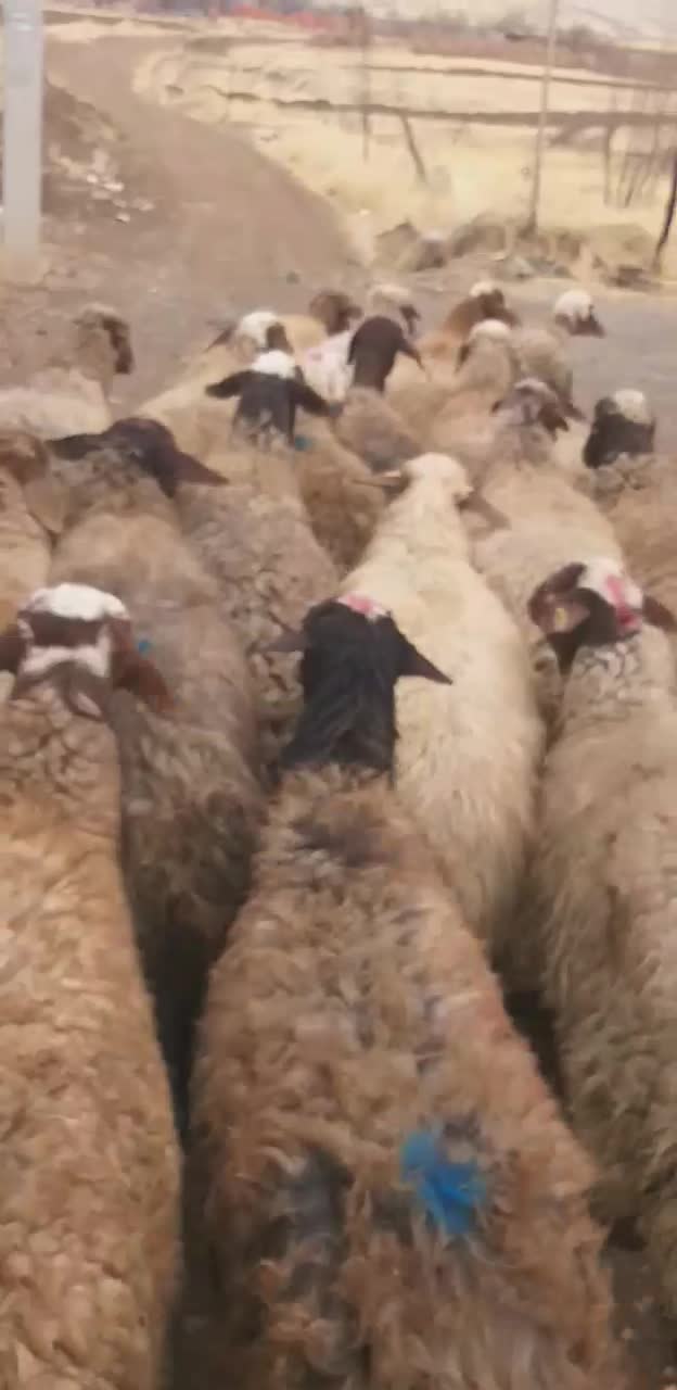 تعداد۱۹راس میش ابستن ،مالچه ،برای داشت|حیوانات مزرعه|سنندج, |دیوار