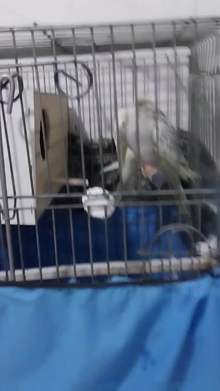 یه جفت عروس هلندی نرو ماده درحال تخم گذاری|پرنده|ماهدشت, |دیوار