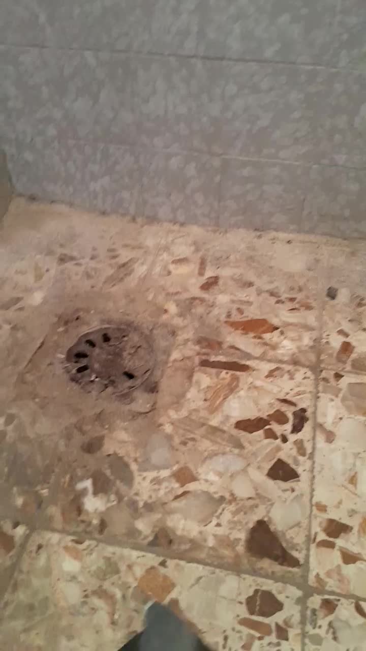 تعدادی کبوتر|پرنده|بهبهان, |دیوار