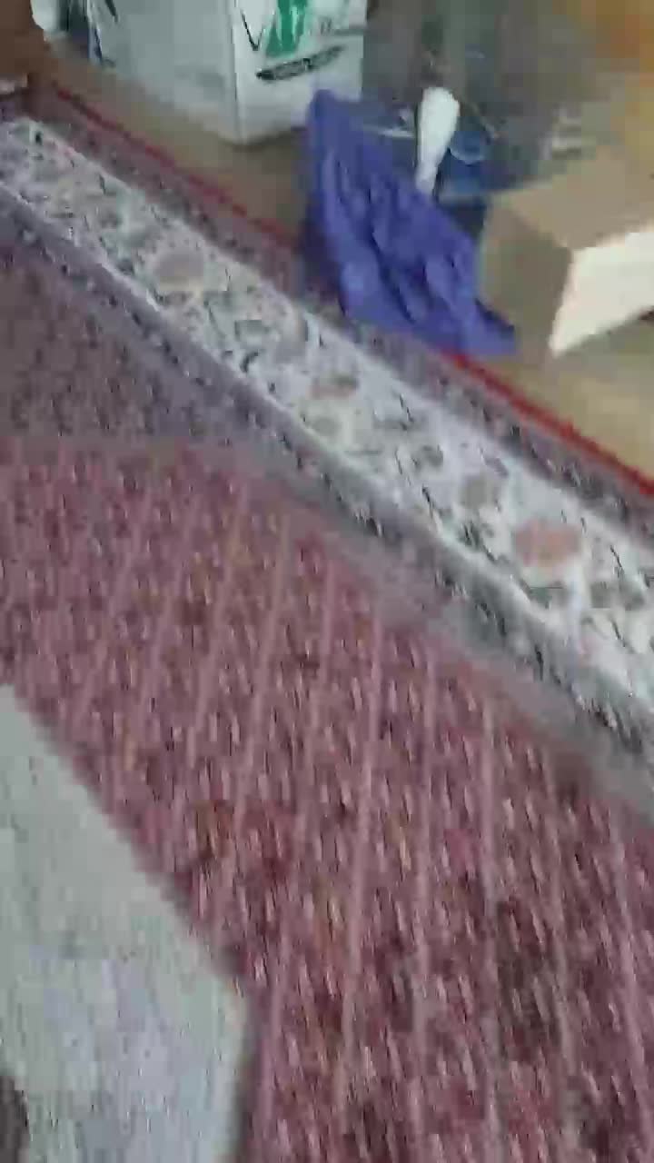 یک عدد عروس هلندی سخنگو همراه با جوجه|پرنده|کرج, حصارک|دیوار