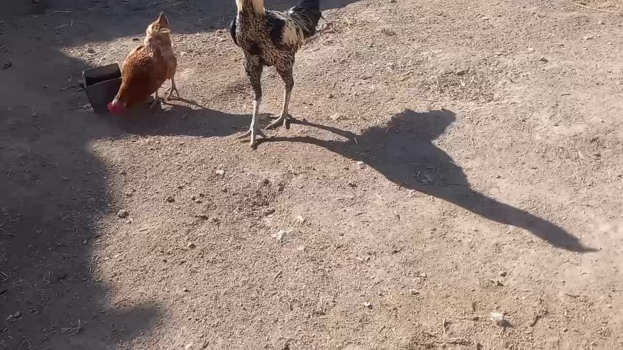 خروسلاری|حیوانات مزرعه|صحنه, |دیوار