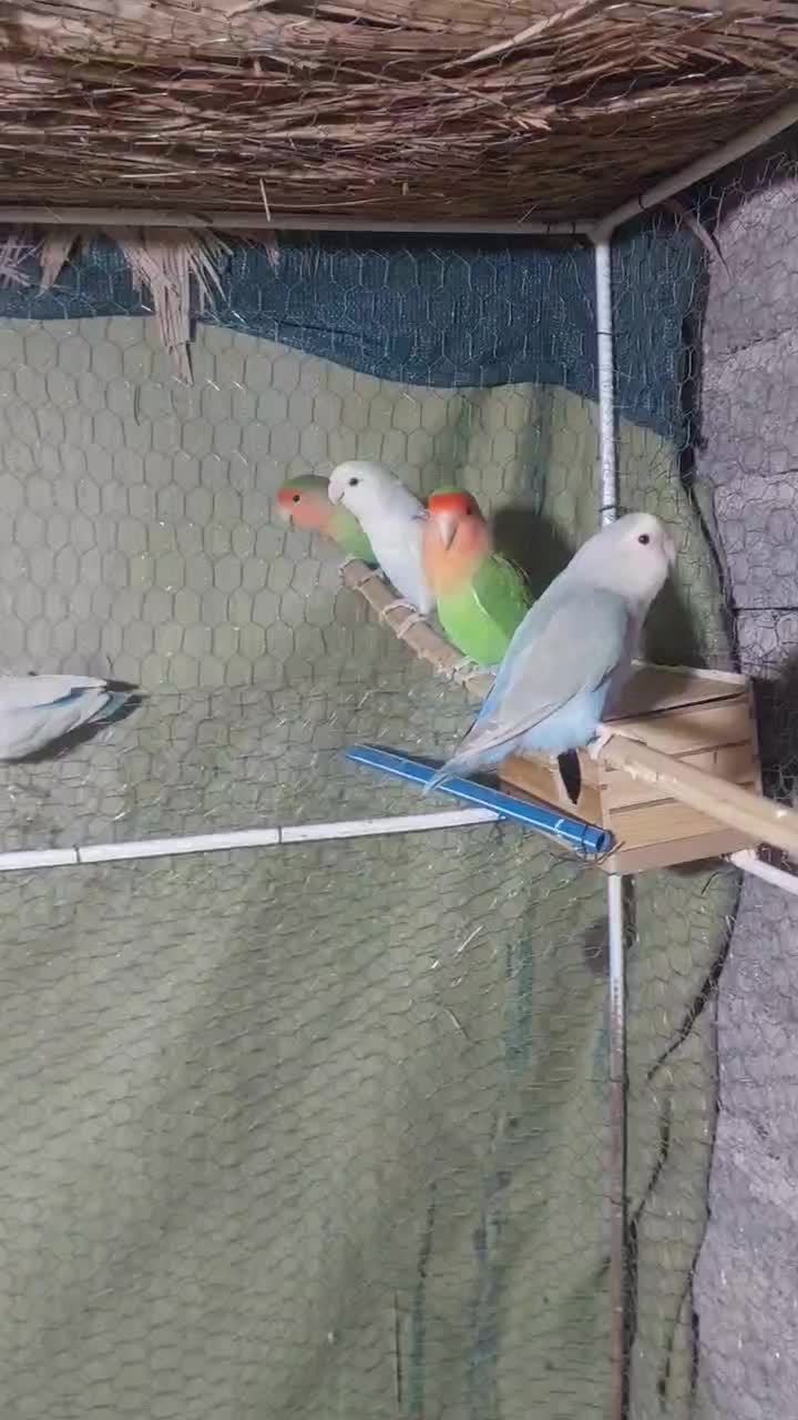 طوطی برزیلی|پرنده|داراب, |دیوار