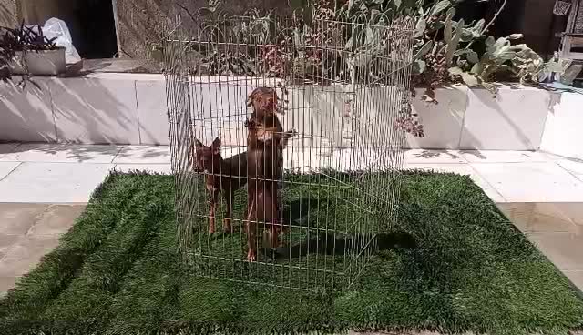 منیاتور پینچر|سگ|کرج, اخترآباد|دیوار