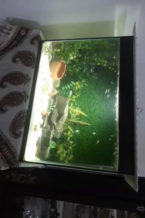 آکواریوم|ماهی|قدس, شهرقدس|دیوار