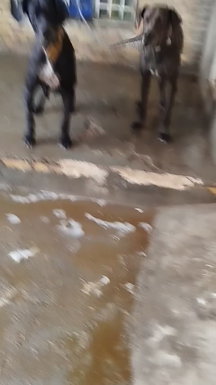 سگ گریدین اصل شناسنامه دار|سگ|مشهد, كنويست|دیوار