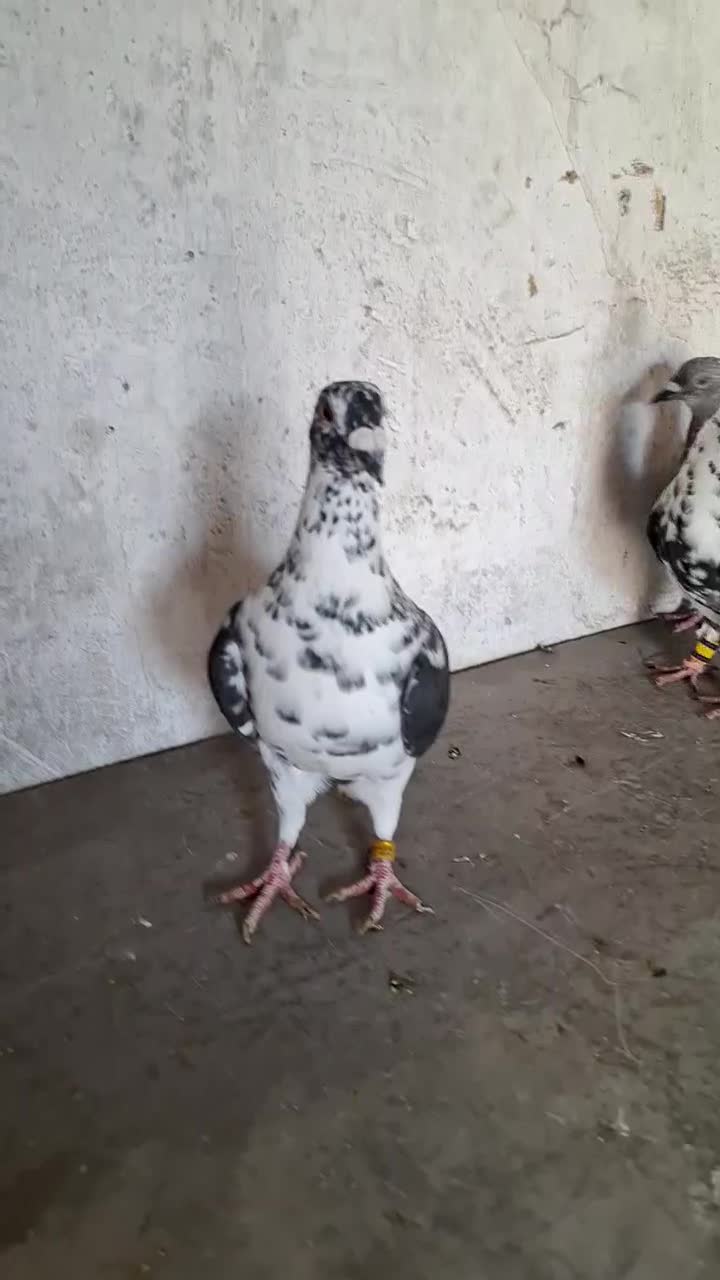 کبوتر گوره ای|پرنده|برازجان, |دیوار