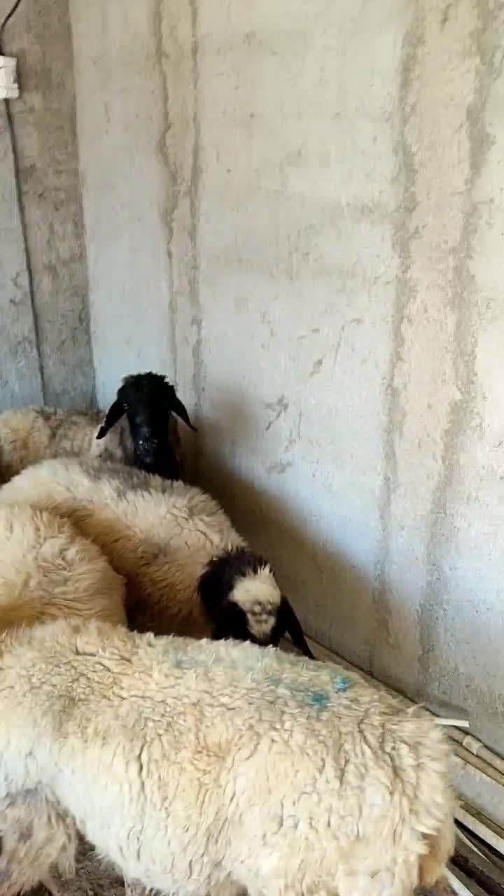 میش قلمه جوان|حیوانات مزرعه|شیراز, بید زرد|دیوار