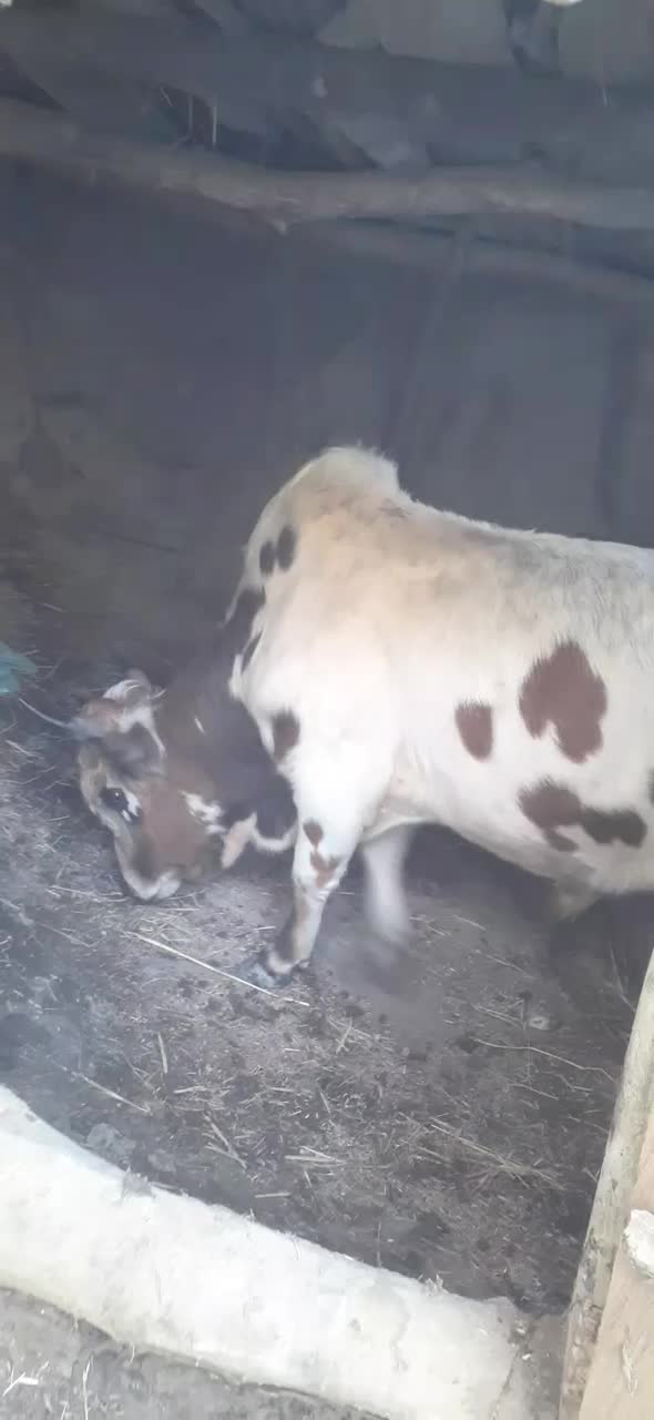 ورزا کل|حیوانات مزرعه|لاهیجان, کوی زمانی|دیوار