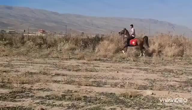 کیارش و طلاوش سیلمی های  زیبای پنج نشان|اسب و تجهیزات اسب‌سواری|شیراز, گویم|دیوار