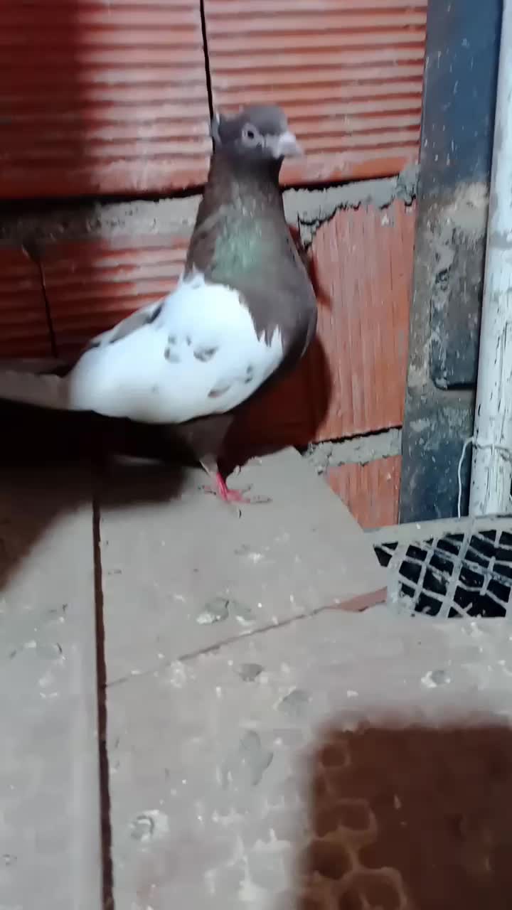 کبوتر|پرنده|مریوان, |دیوار