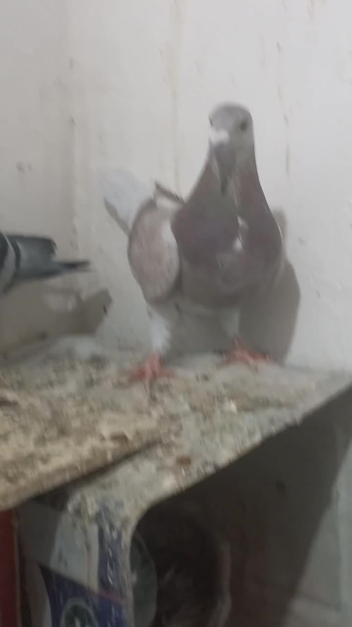 کفترپلاکی مسافتی  یهودی|پرنده|شال, |دیوار