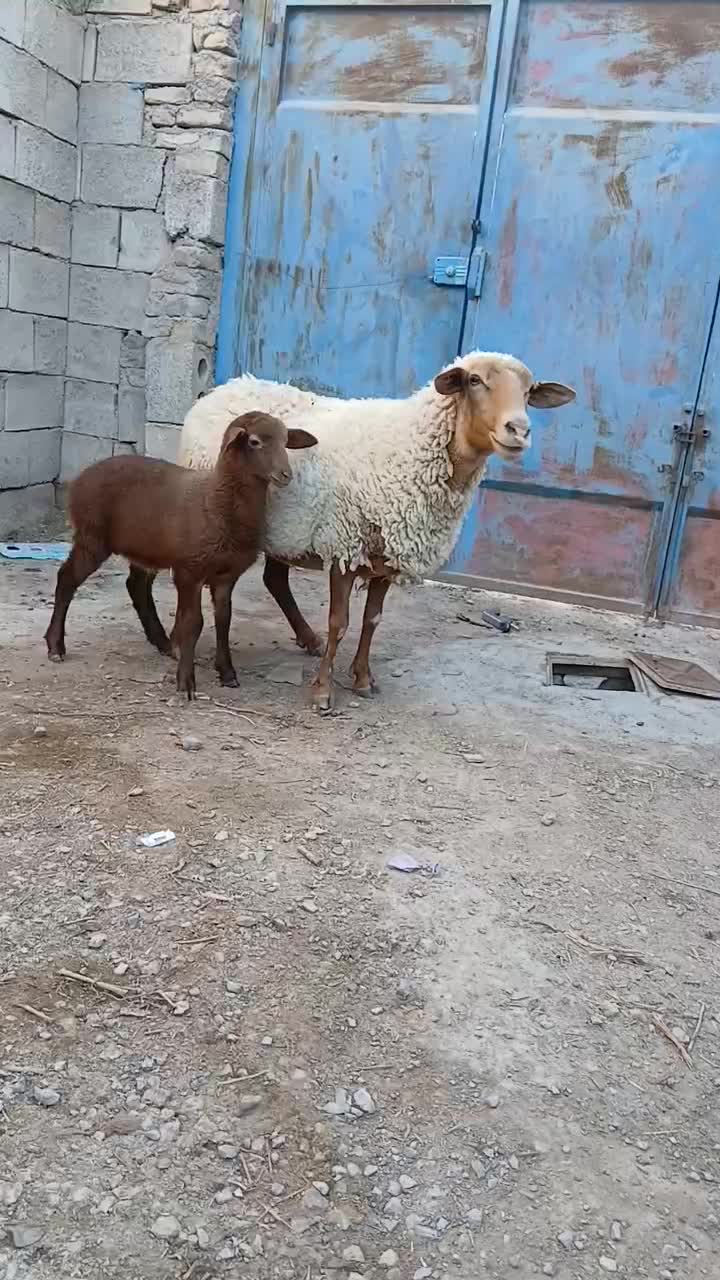 میش وبره|حیوانات مزرعه|تیران, |دیوار