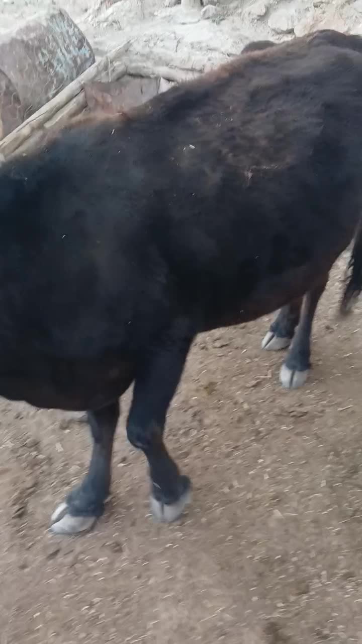 گاو ابستن محلی|حیوانات مزرعه|ماهنشان, |دیوار