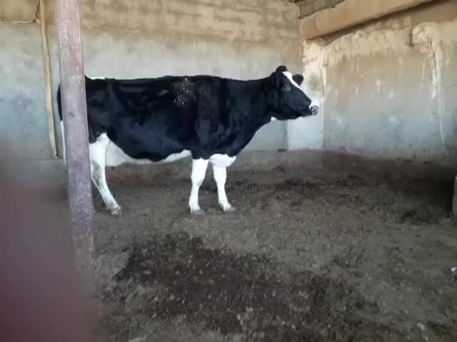 گاو وگوساله|حیوانات مزرعه|کوهدشت, |دیوار