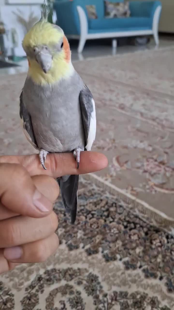 عروس هلندی دستی|پرنده|اصفهان, جاوان|دیوار