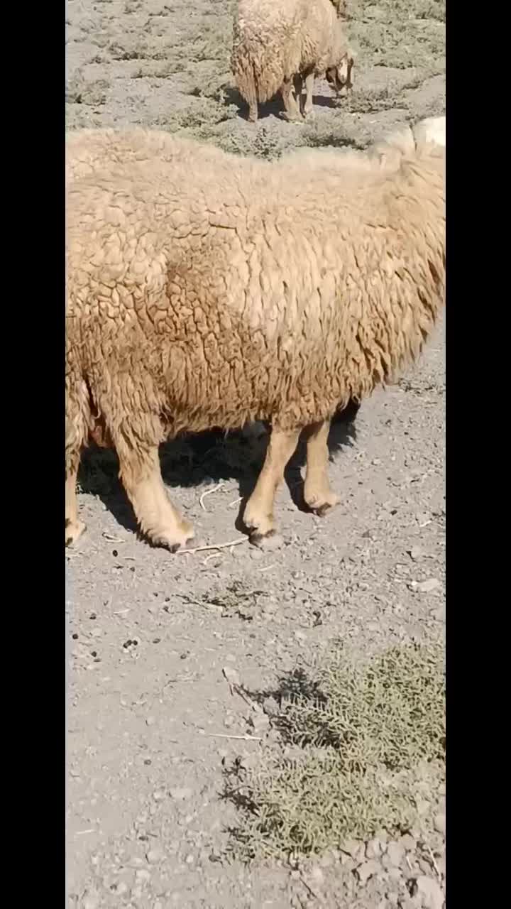 ورن سنجابی|حیوانات مزرعه|سرپل ذهاب, |دیوار