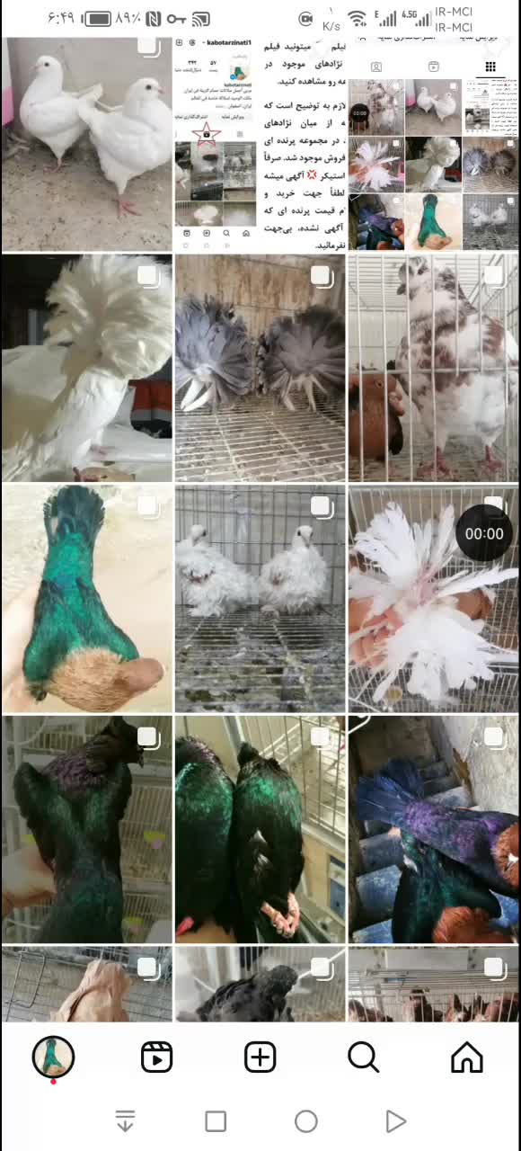 آرشینگل چتری کشکی چاینیز شامپیون جکسون بخارا زاغ|پرنده|اصفهان, سپاهان‌شهر|دیوار