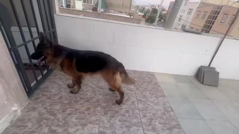 سگ ژرمن جهت کشش(جفت گیری)|سگ|یزد, |دیوار