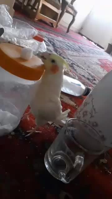 یک جفت عروس هلندی|پرنده|شیراز, شهرک مفتح|دیوار