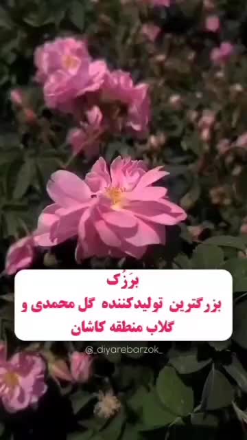 پخش عرقیجات سنتی درجه ۱ برزک کاشان|آرایشی، بهداشتی، درمانی|مشهد, موسوی قوچانی|دیوار