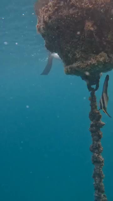 تور خصوصی پدلبرد و فریدایو در کیش|تور و چارتر|کیش, |دیوار