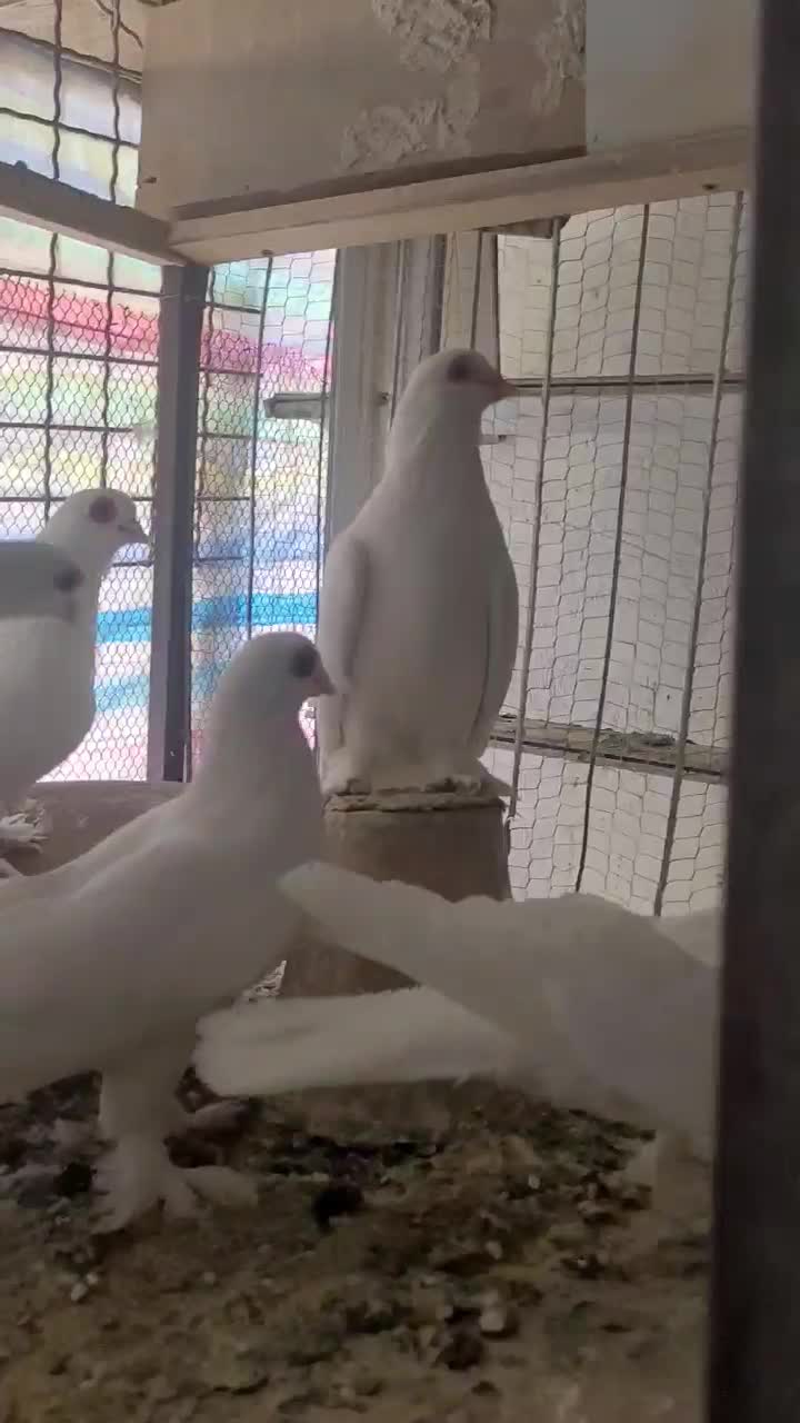 کفتر|پرنده|تبریز, |دیوار