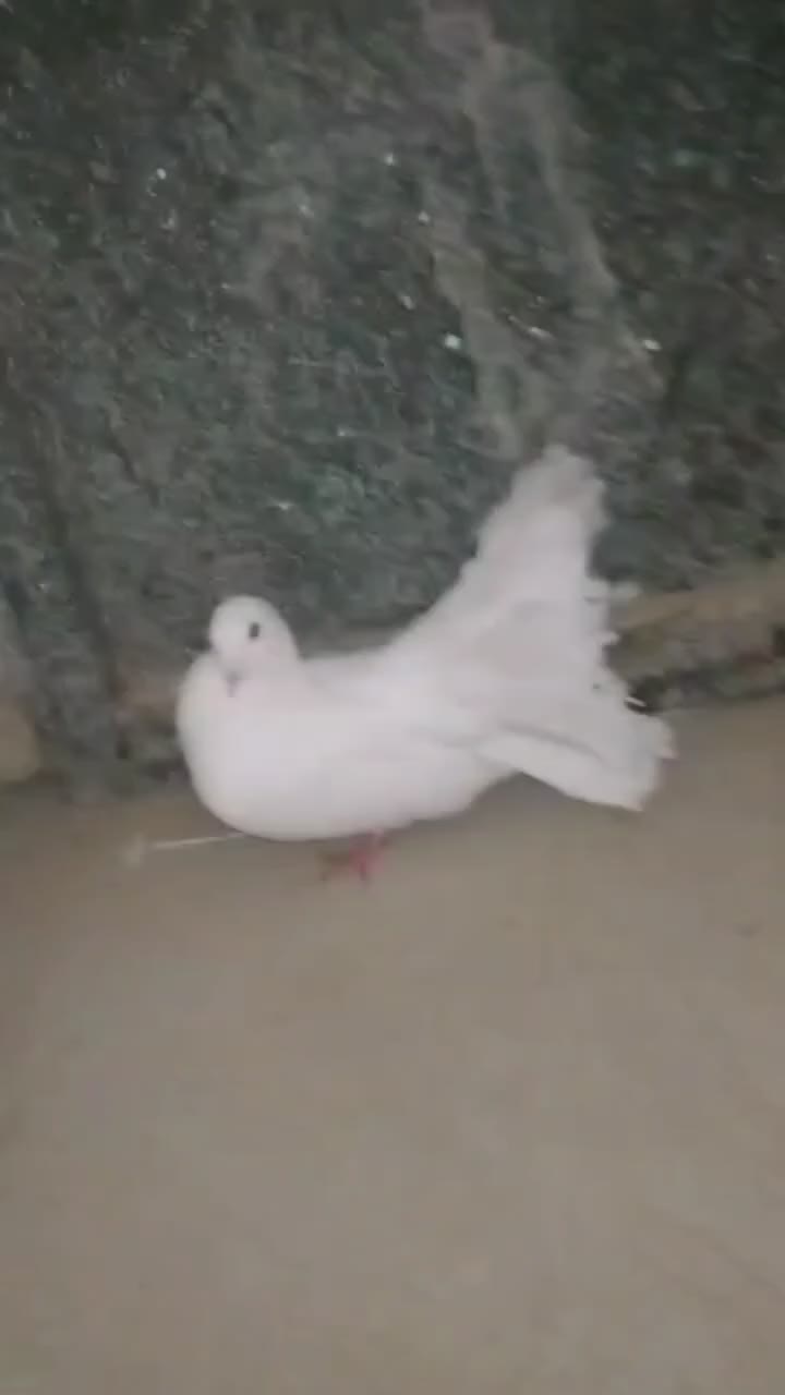 دم چتر پاک سفید|پرنده|سیب و سوران, |دیوار