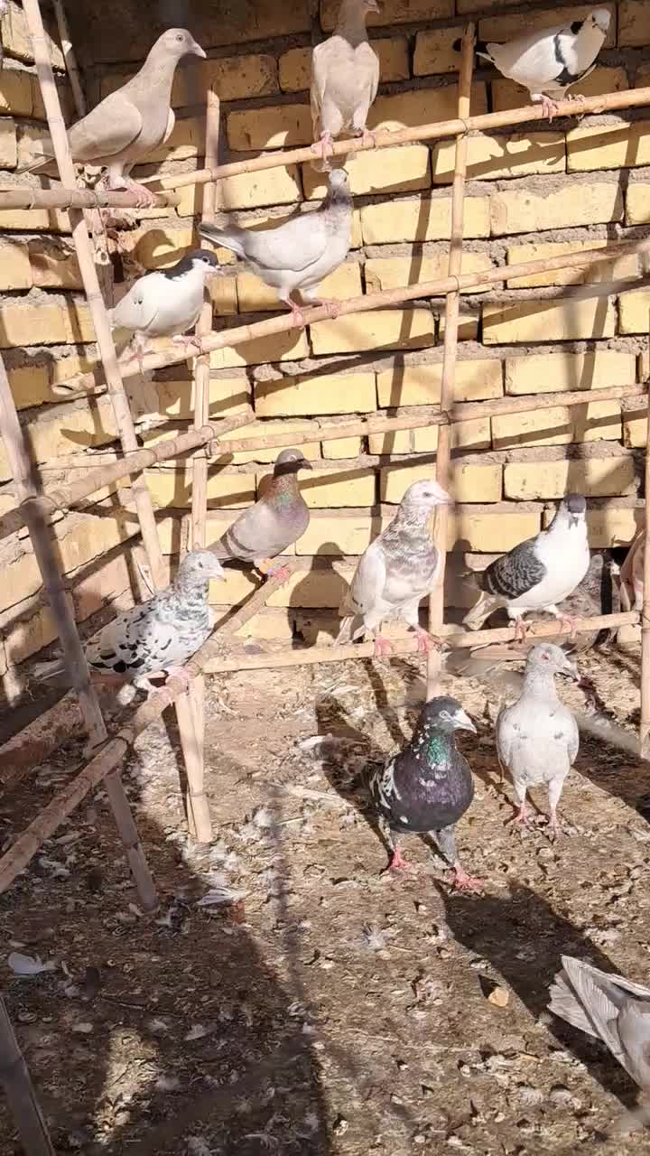 کبوتر|پرنده|تاکستان, |دیوار