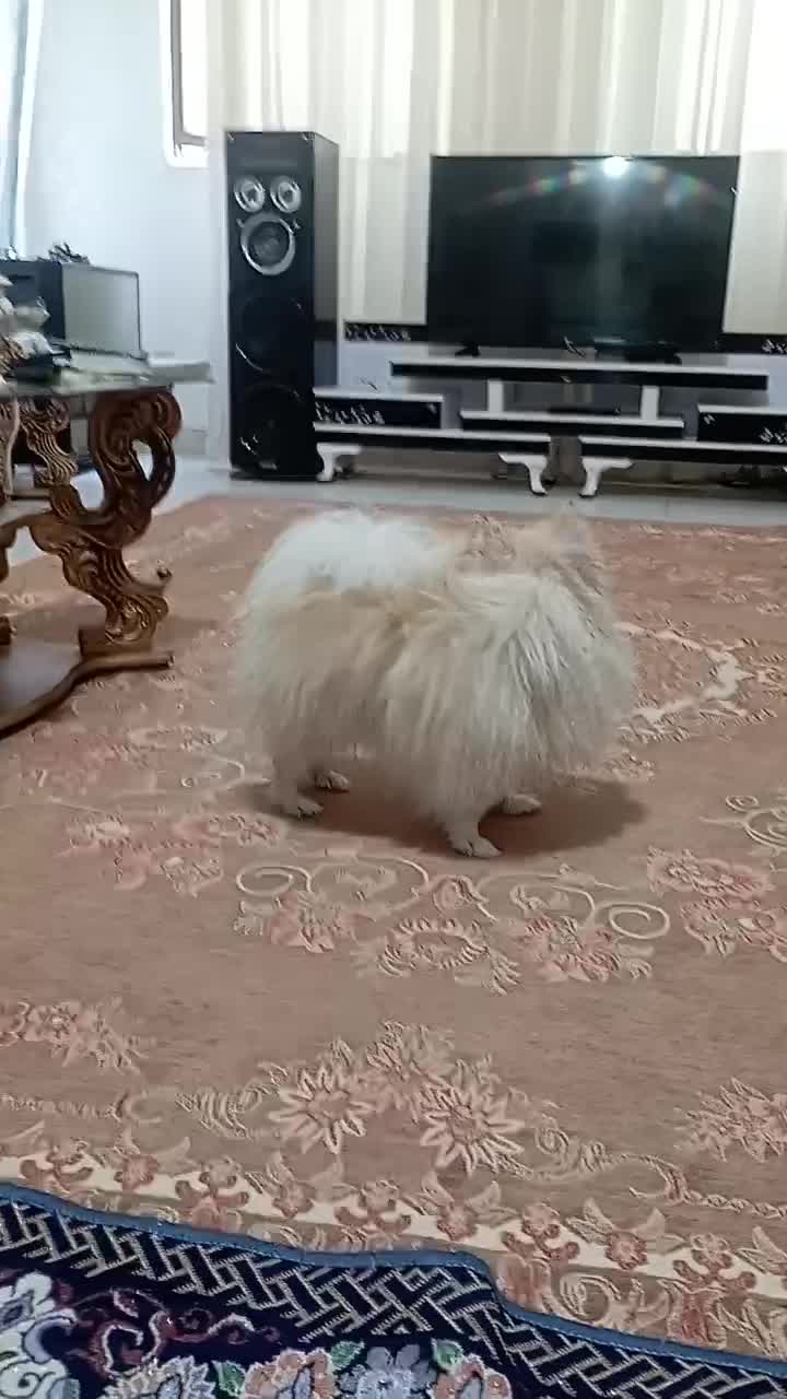 پامرین خرسی|سگ|تهران, وردآورد|دیوار