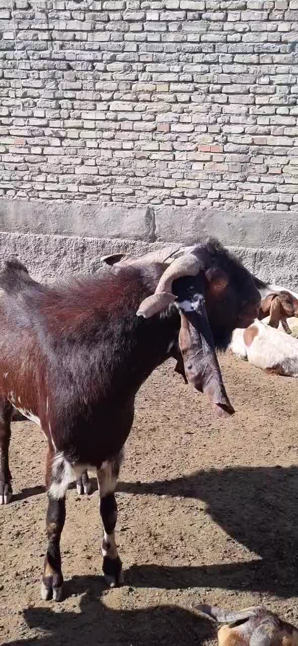 دو عدد نر بز|حیوانات مزرعه|اندیمشک, |دیوار