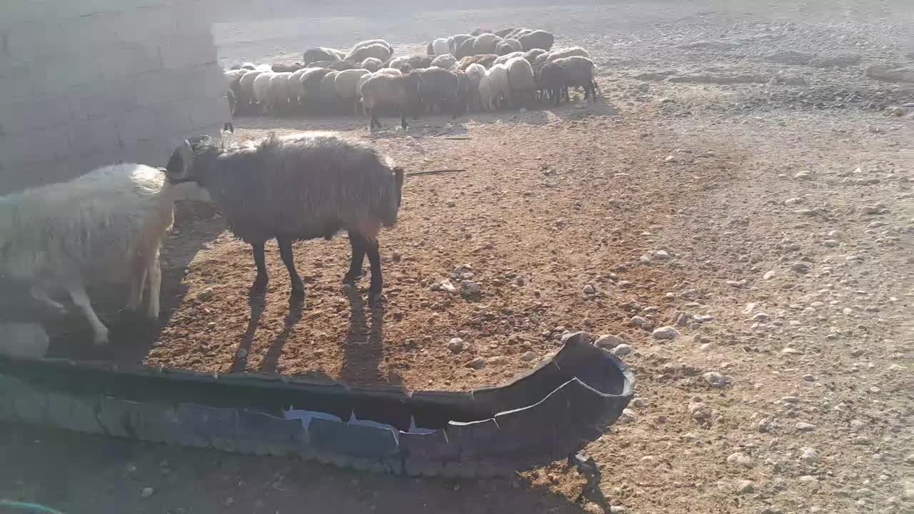 قوچ بزری|حیوانات مزرعه|داراب, |دیوار