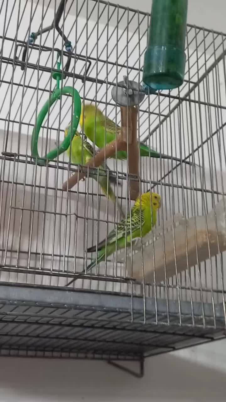 ۳عدد مرغ عشق|پرنده|ایلام, |دیوار